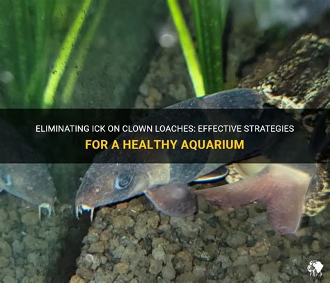 Safest Treatment for Clown loaches with Ick.